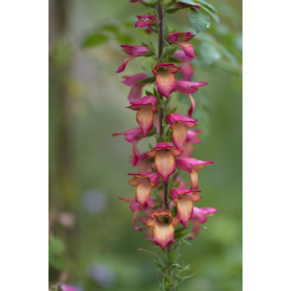  Collection De 3 Digiplexis Illumination - Digitalis Hybrides