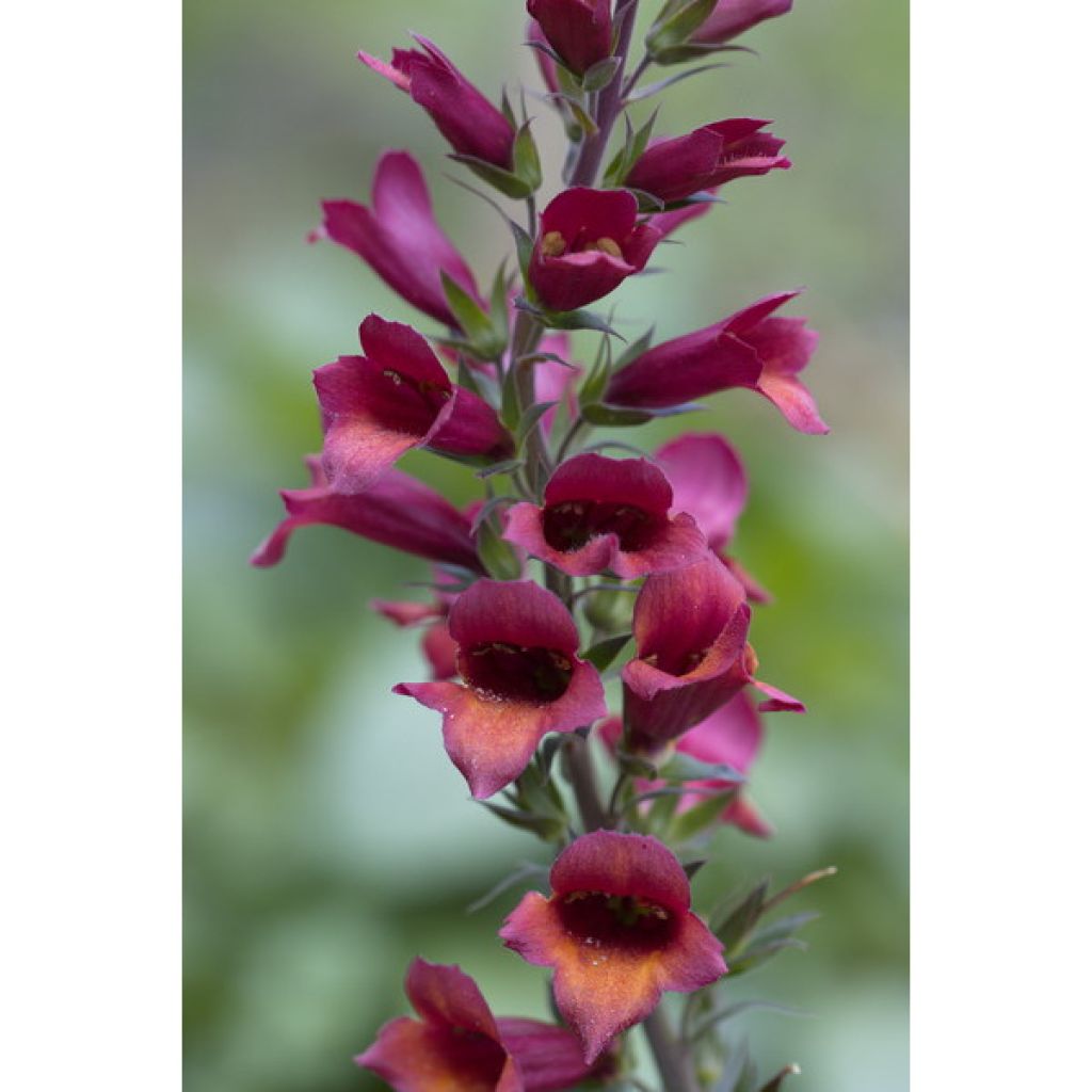  Collection De 3 Digiplexis Illumination - Digitalis Hybrides
