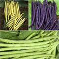  Collection De 3 Haricots Colorés Et Productifs