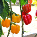  Collection Duo De 2 Poivrons Rouge Et Jaune En Plants GREFFES