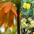  Collection Fritillaires Impériales