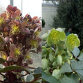  Collection Hellebores Sternii