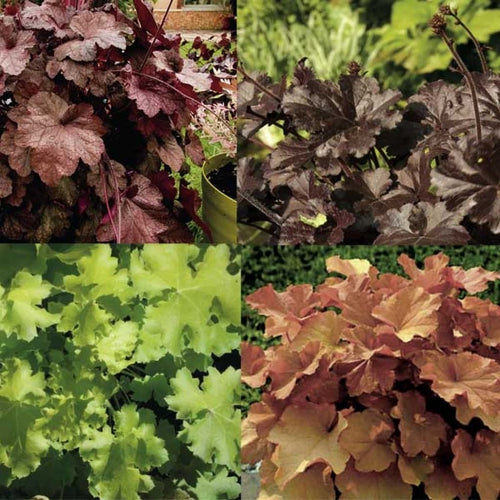  Collection 4 Heucheras
