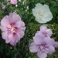  Collection 3 Hibiscus Syriacus à Fleurs Doubles
