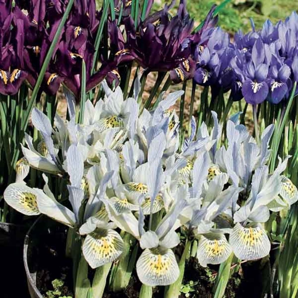  Collection 90 Iris Miniatures