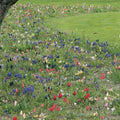  Collection Esprit Jardin En Liberté - 200 Bulbes