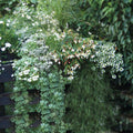  Collection Jardinière Blanche - 7 Variétés D'annuelles