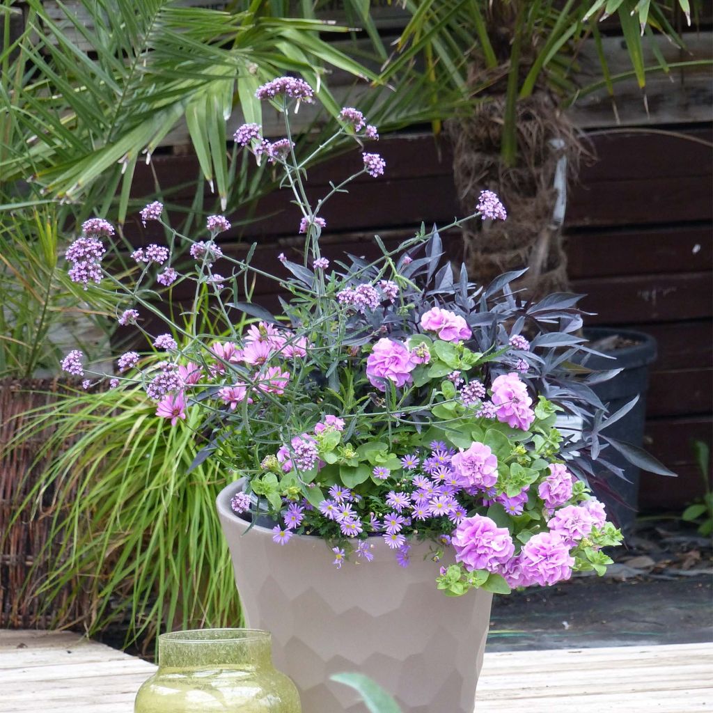  Collection Jardinière Lavande - 5 Variétés D'annuelles