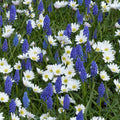  Collection Petits Bulbes Printemps Bleu Et Blanc