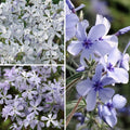  Collection Petits Phlox Parfumés