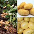  Collection Pomme De Terre BIO
