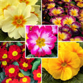  Collection Primevères Hybrides à Petit Prix