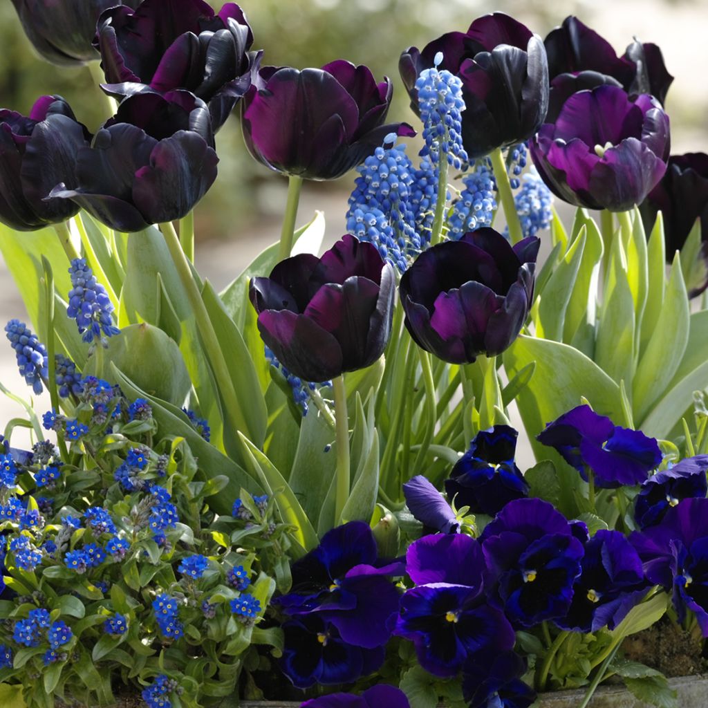  Collection Printemps Bleu Nuit