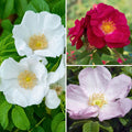  Collection Rosiers Rugosa