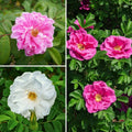  Collection Rosiers Rugosa Doubles Pour Haie Libre Romantique