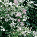  Collection Tonnelle Rose Et Blanc