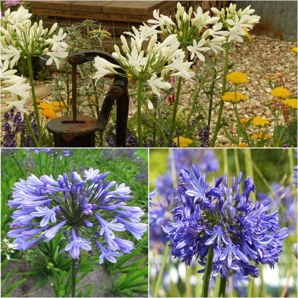  Collection De 3 Agapanthes