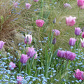  Collection Tulipes Voile De Parme