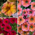  Collection 3 Pétunias Beautical - Petchoa Hybrida