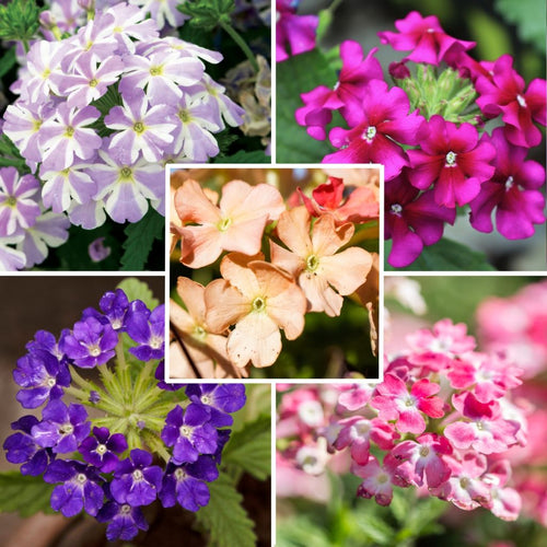  Collection 5 Verveines Assorties Pour Jardinières