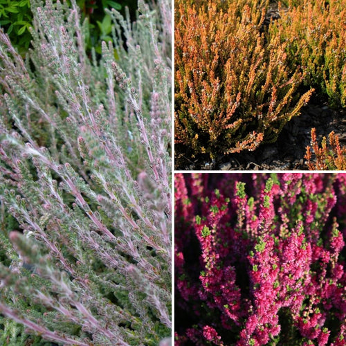  Collection Bruyères D'été - Calluna