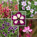  Collection De 5 Annuelles Coloris Viva Magenta