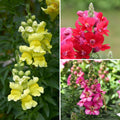  Collection Mufliers Antirrhinum