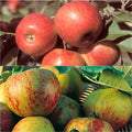  Duo Pollinisateur De Pommes Pour Vos Pâtisseries