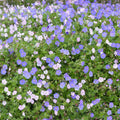  Collection 2 Géraniums Vivaces Toujours En Fleurs