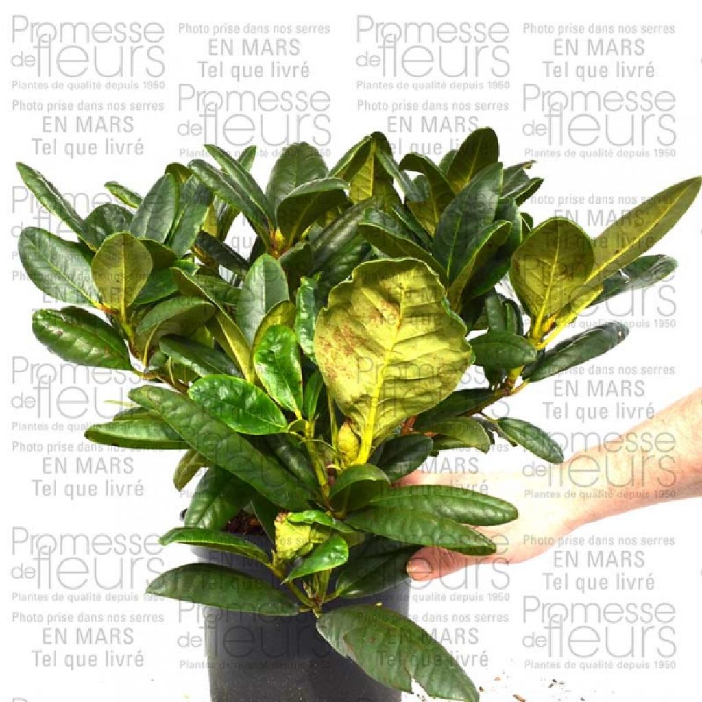  Rhododendron Melrose Flash - Grand Rhododendron En Pot De 4L./5L.