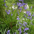  Collection Jacinthe Des Bois Blanc/Bleu